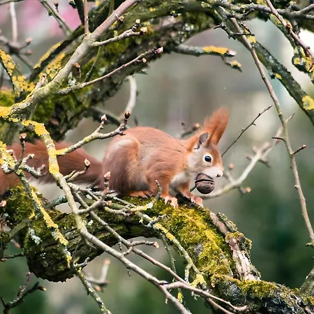 Apartment Tiny Haus 3 - Zwetschge *