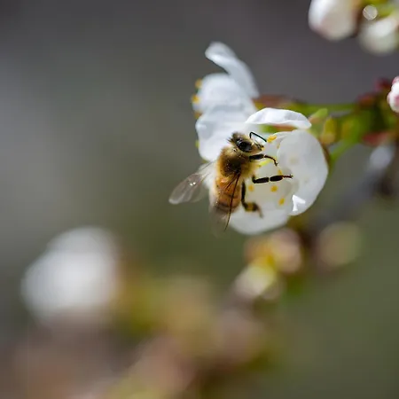 Tiny Haus 3 - Zwetschge Apartamento *