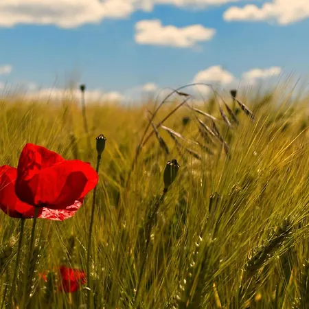 Tiny Haus 3 - Zwetschge *