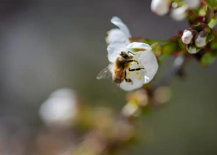 Tiny Haus 3 - Zwetschge Apartamento *