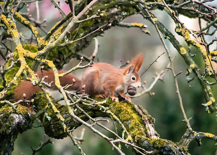Apartamento Tiny Haus 3 - Zwetschge *