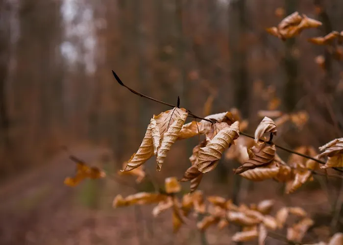 Tiny Haus 3 - Zwetschge Kressbronn am Bodensee